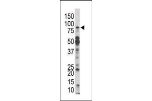 Image no. 1 for anti-Mps1 (TTK) (N-Term) antibody (ABIN360578) (Mps1 抗体  (N-Term))