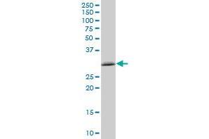 TXNDC MaxPab polyclonal antibody. (TMX1 抗体  (AA 1-280))