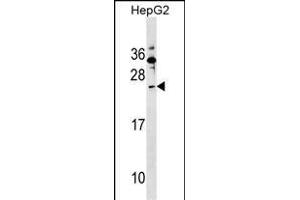 SHISA5 Antibody (Center) (ABIN1538603 and ABIN2849230) western blot analysis in HepG2 cell line lysates (35 μg/lane). (SHISA5 抗体  (AA 75-102))