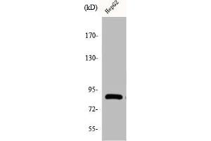 Western Blot analysis of COLO205 cells using Cadherin-19 Polyclonal Antibody (CDH19 抗体  (Internal Region))