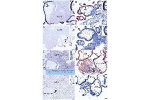 Mouse pancreas stained with anti-AXOR12(375-398) serum (KISS1R 抗体  (AA 375-398))
