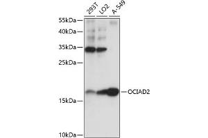 Western blot analysis of extracts of various cell lines, using OCI antibody (ABIN7269077) at 1:1000 dilution. (OCIAD2 抗体  (AA 1-99))
