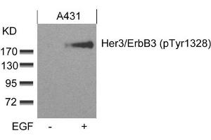 Western blot analysis of extracts from A431 cells untreated or treated with EGF using Her3/ErbB3(phospho-Tyr1328) Antibody.