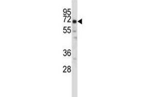 Western Blotting (WB) image for anti-POU domain, class 2, transcription factor 2 (POU2F2) (AA 10-39) antibody (ABIN3028894)