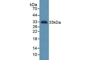 Figure. (Kallikrein 2 抗体  (AA 19-261))