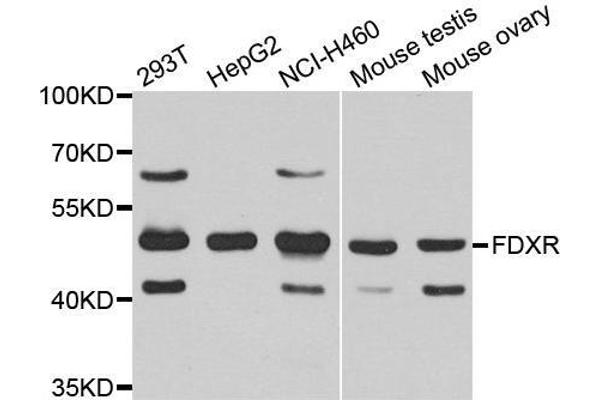 Ferredoxin Reductase 抗体  (AA 252-491)