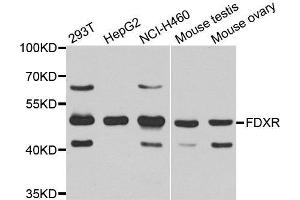 Western Blotting (WB) image for anti-Ferredoxin Reductase (FDXR) (AA 252-491) antibody (ABIN1679833) (Ferredoxin Reductase 抗体  (AA 252-491))