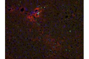 Immunofluorescence (Paraffin-embedded Sections) (IF (p)) image for anti-Interleukin 1, beta (IL1B) (AA 161-269) antibody (ABIN872644)