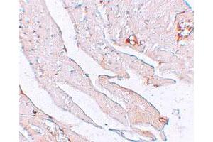 Immunohistochemical staining of mouse heart cells with KL polyclonal antibody  at 2. (Klotho 抗体  (AA 410-460))
