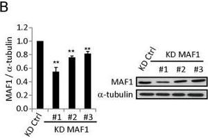 MAF1 knockdown strongly upregulates CDKN1A expression and arrests MCF-7 cells at the G0/G1 phase.