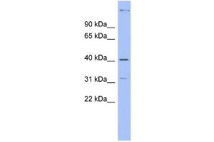 WB Suggested Anti-KHDRBS1 Antibody Titration: 0. (KHDRBS1 抗体  (Middle Region))