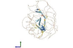 AlphaFold protein structure predicition of Mouse Recombinant Acin1 Protein, UniprotID Q9JIX8