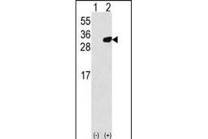 Western blot analysis of PRDX6 (arrow) using rabbit polyclonal PRDX6 Antibody (C-term) (R). (Peroxiredoxin 6 抗体  (C-Term))