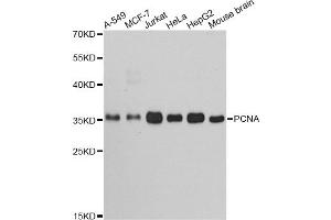 Western blot analysis of extracts of various cell lines, using PCNA antibody (ABIN5970094) at 1/1000 dilution. (PCNA 抗体)