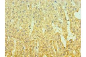 Immunohistochemistry of paraffin-embedded human adrenal gland tissue using ABIN7153430 at dilution of 1:100 (GAL 抗体  (AA 20-123))