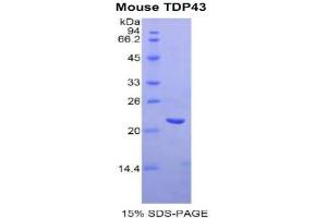 SDS-PAGE analysis of Mouse TDP43 Protein. (TARDBP 蛋白)