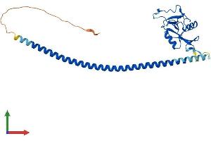 Protein Structure (PS) image for Asialoglycoprotein Receptor 1 (ASGR1) (AA 1-284) protein (His tag) (ABIN7563151)