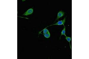 Immunofluorescent analysis of MCF-7 cells using ABIN7167713 at dilution of 1:100 and Alexa Fluor 488-congugated AffiniPure Goat Anti-Rabbit IgG(H+L)