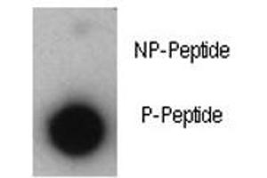 Dot blot analysis of phosphorylated-p21 antibody. (p21 抗体  (pThr57))