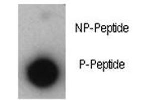 Dot blot analysis of phosphorylated-p21 antibody.