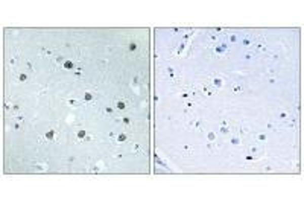 Myosin ID 抗体