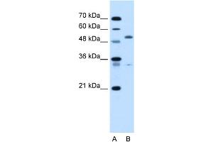 WB Suggested Anti-PODXL Antibody Titration:  5.