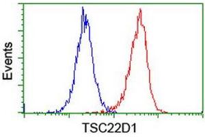 Image no. 12 for anti-TSC22 Domain Family, Member 1 (TSC22D1) antibody (ABIN1501535)