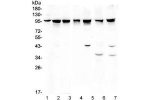 Western blot testing of 1) rat testis, 2) mouse testis, 3) human A375 and 4) human HeLa lysate wtih ALIX antibody. (ALIX 抗体  (AA 2-330))