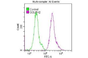Overlay histogram showing Hela cells stained with ABIN7127517 (red line) at 1:50. (Recombinant GOLM1 抗体)