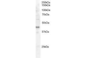 Image no. 1 for anti-FXYD Domain Containing Ion Transport Regulator 5 (FXYD5) (AA 93-107) antibody (ABIN292612) (FXYD5 抗体  (AA 93-107))