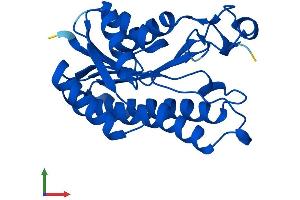 Protein Structure (PS) image for Carbonyl Reductase 4 (CBR4) (AA 1-236) protein (His tag) (ABIN7559999)
