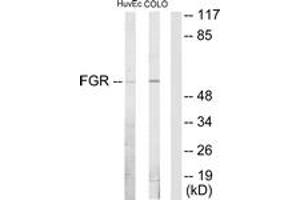 Western blot analysis of extracts from HuvEc/COLO205 cells, using FGR Antibody. (Fgr 抗体  (AA 61-110))