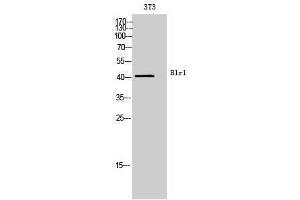 Western Blotting (WB) image for anti-Chemokine (C-X-C Motif) Receptor 5 (CXCR5) (Internal Region) antibody (ABIN3181453) (CXCR5 抗体  (Internal Region))