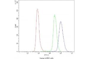 Flow cytometry testing of human K562 cells with NFAT4 antibody at 1ug/10^6 cells (blocked with goat sera) (NFATC3 抗体)