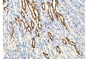 ABIN6262779 and ABIN6266571 at 1/100 staining Rat kidney tissue by IHC-P.