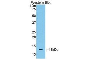 Western Blotting (WB) image for anti-Anti-Mullerian Hormone (AMH) (AA 447-553) antibody (ABIN1172631) (AMH 抗体  (AA 447-553))