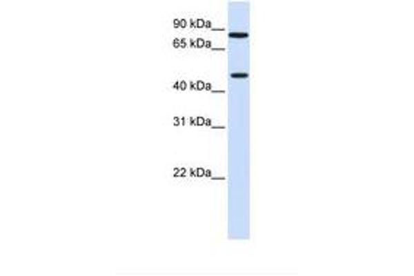 ZNF710 抗体  (AA 110-159)