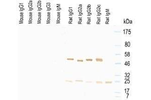 Western Blot of murine IgG, rat IgG, and rat IgM. (小鼠 anti-大鼠 IgG (Heavy & Light Chain) Antibody (HRP))