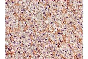 Immunohistochemistry of paraffin-embedded human adrenal gland tissue using ABIN7146220 at dilution of 1:100 (CDH18 抗体  (AA 66-251))