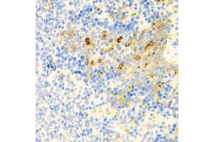 Immunohistochemistry of paraffin-embedded mouse spleen using PROK2 antibody. (PROK2 抗体  (AA 20-129))