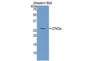 Western Blotting (WB) image for anti-Angiopoietin 4 (ANGPT4) (AA 271-491) antibody (ABIN1077789)
