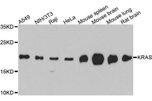 Western blot analysis of extracts of SW480 cell line, using KRAS antibody. (K-RAS 抗体)