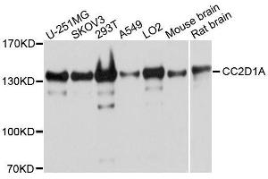Western blot analysis of extracts of various cell lines, using CC2D1A antibody.