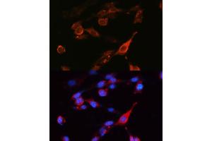 Immunofluorescence analysis of NIH-3T3 cells using SLC3/CD98hc Polyclonal Antibody (ABIN6130695, ABIN6148000, ABIN6148001 and ABIN6221364) at dilution of 1:100 (40x lens). (SLC3A2 抗体  (AA 360-529))