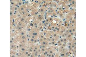 IHC-P analysis of liver tissue, with DAB staining. (beta Defensin 1 抗体  (AA 22-69))