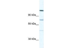 D930005D10RIK antibody (20R-1172) used at 0. (Radil 抗体  (C-Term))