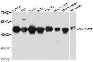Western blot analysis of extracts of various cell lines, using SLC25A24 antibody. (SLC25A24 抗体  (AA 1-200))