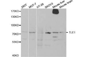 Western blot analysis of extracts of various cell lines, using TLE1 antibody. (TLE1 抗体)