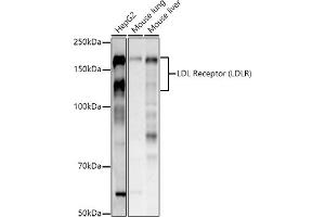 Western blot analysis of extracts of various cell lines, using LDL Receptor (LDLR) antibody (ABIN7268296) at 1:1000 dilution. (LDLR 抗体  (C-Term))