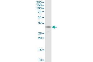 HCCS MaxPab polyclonal antibody. (HCCS 抗体  (AA 1-268))